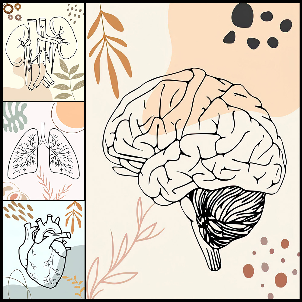 تشريح الإنسان العلوم الدماغ ال - مراجعة Science Nursery وسعره
